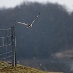 Flickr photo United Oulton Park test March 5th 2013 13