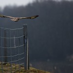 Flickr photo United Oulton Park test March 5th 2013 12 (1)