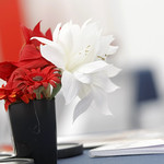 Flickr photo United-017